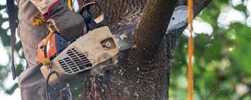 Best Lawn Maintenance Plans  in Fall City, WA